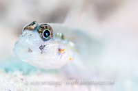 Goby On Sand. Cayman Islands