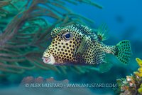 Trunkfish. Cayman Islands