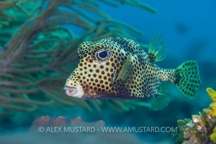 Trunkfish. Cayman Islands