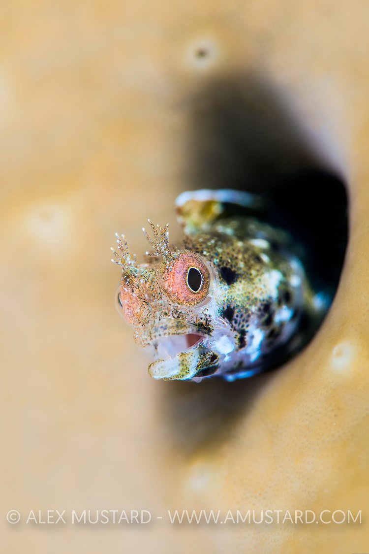 Roughhead Blenny. Cayman Islands