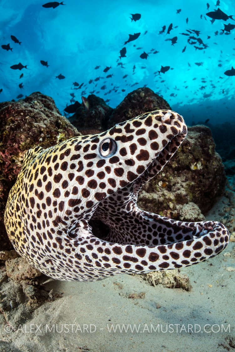 Honeycomb Moray. Maldives