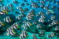 Bannerfish School. Maldives