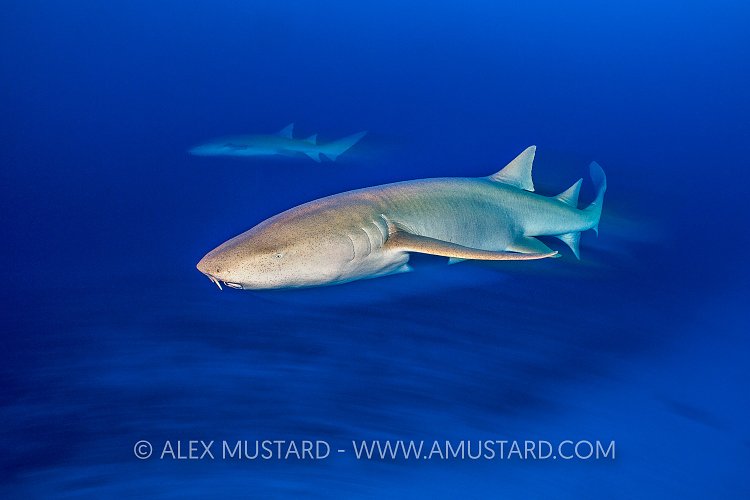 Tawny Shark At Night. Maldives