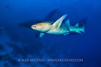 Tawny Shark At Night. Maldives