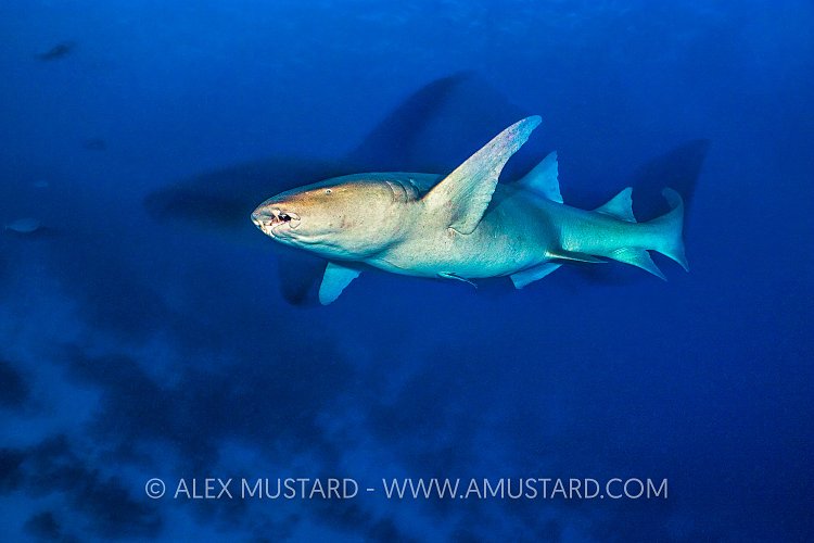 Tawny Shark At Night. Maldives