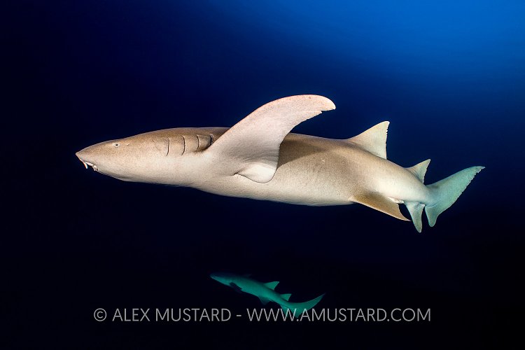 Tawny Shark At Night. Maldives