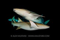 Tawny Sharks At Night. Maldives