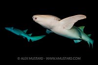 Tawny Shark At Night. Maldives