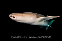 Tawny Shark At Night. Maldives