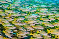 Snapper School. Maldives
