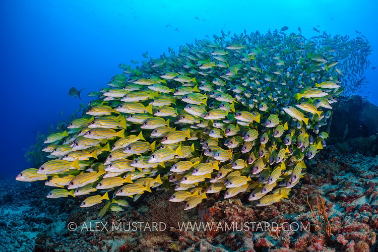 Snapper School. Maldives
