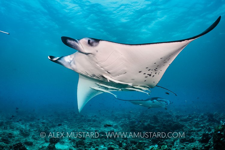 Manta At Cleaning Station. Maldives