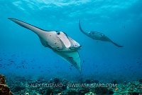 Manta At Cleaning Station. Maldives