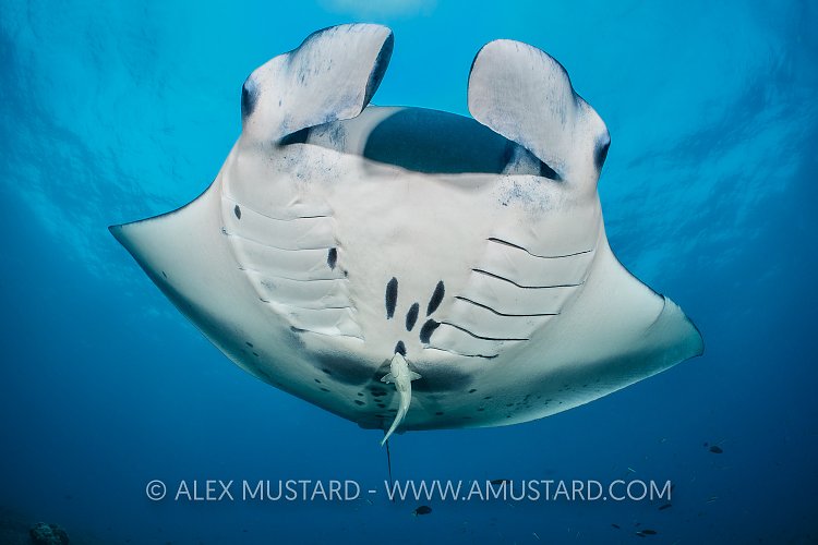 A reef manta (Mobula alfredi) swimming in open water with remoras (Remora remora). South Ari Atoll, Maldives. Indian Ocean
Note that the manta ray has been recently reclassified into the genus Mobula (Whyte et al., 2017).