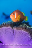 Maldive Anemonefish. Maldives