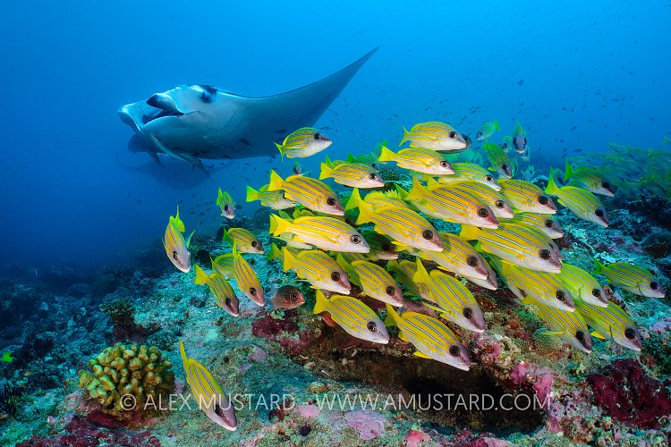 Mantas And Snappers. Maldives