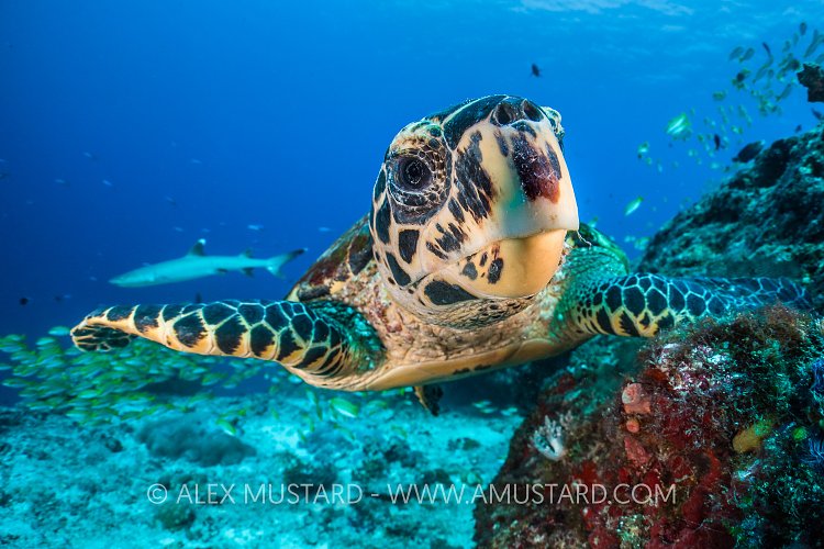 Turtle And Shark. Maldives