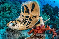 Turtle Feeding. Egypt