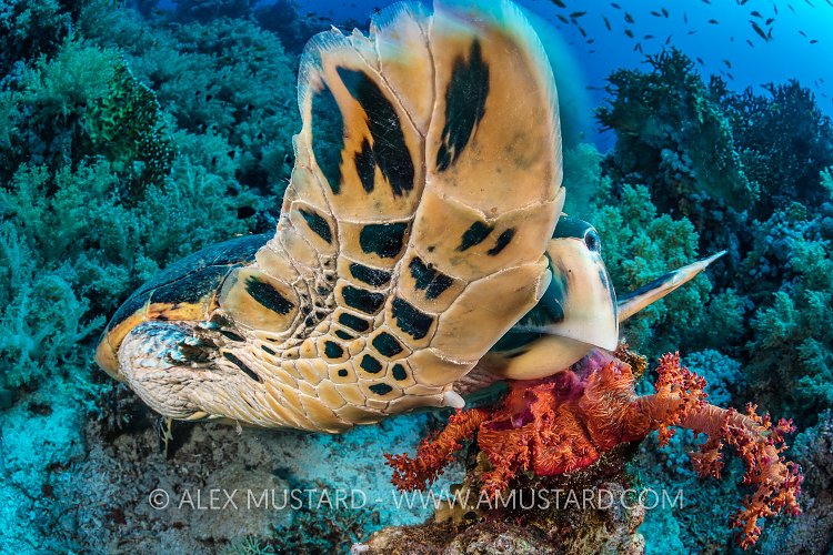 Turtle Feeding. Egypt