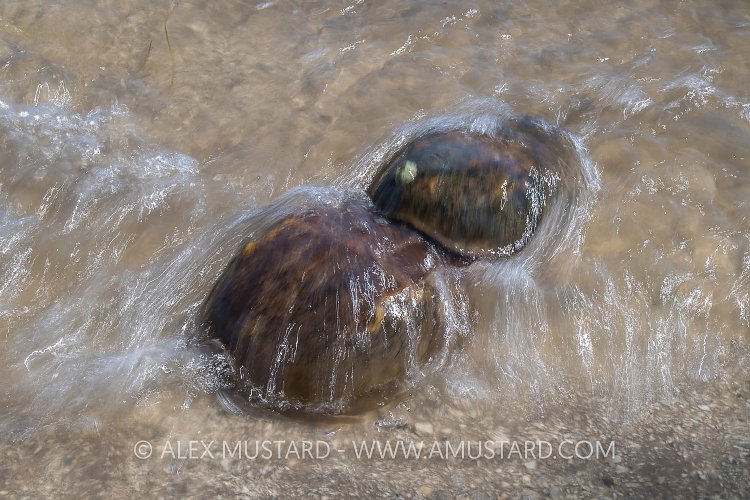 Horseshoe Crabs In Surf. USA