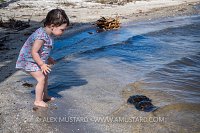 Girl And Horseshoe Crabs. USA