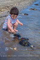 Girl And Horseshoe Crabs. USA
