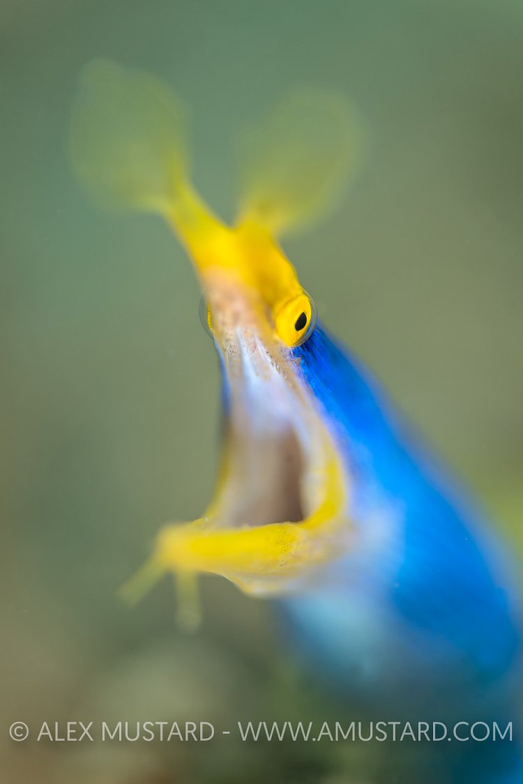 Ribbon Eel. Indonesia