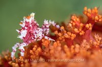 Soft Coral Crab. Indonesia