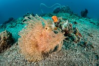 Rhinopias. Indonesia