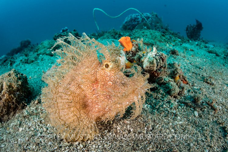 Rhinopias. Indonesia