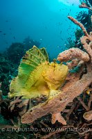 Leaf Scorpionfish. Indonesia