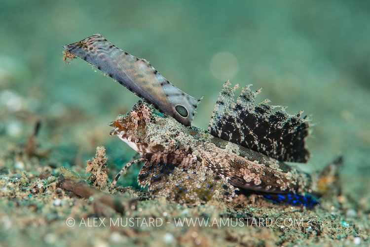 Dragonet On Sand. Indonesia