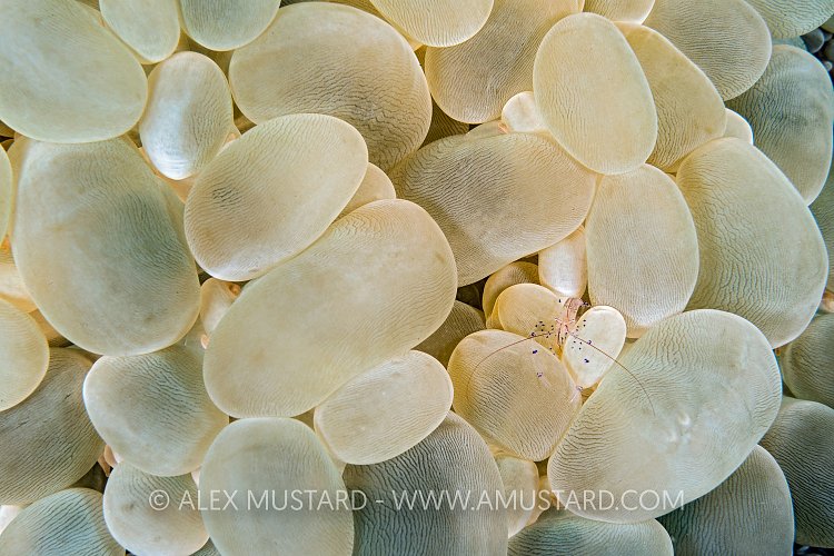 Bubble Coral Shrimp. Indonesia