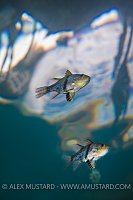 Cardinalfish Below Surface. Indonesia