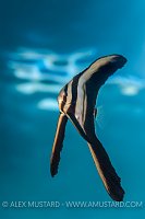 Juvenile Batfish. Indonesia