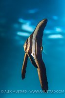 Juvenile Batfish. Indonesia