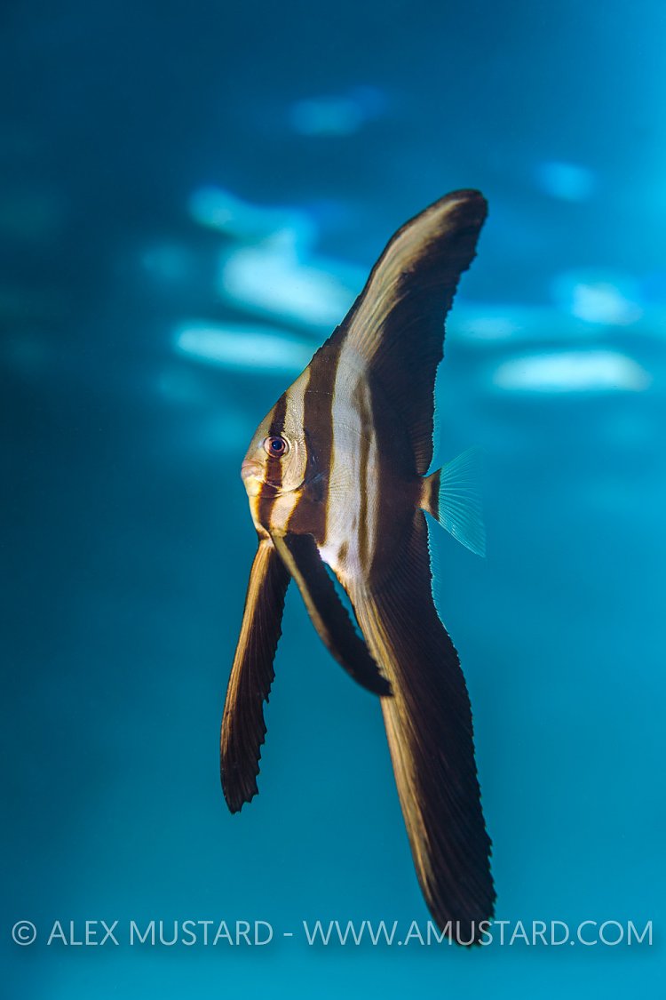 Juvenile Batfish. Indonesia