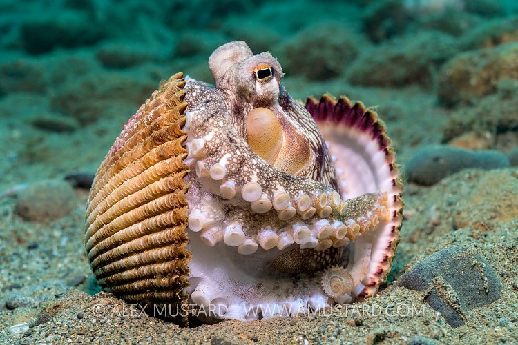 Octopus In Shell. Indonesia