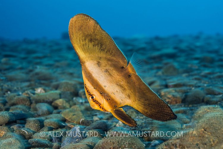 Juvenile Batfish. Indonesia