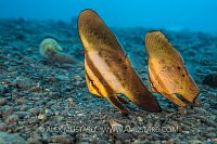 Juvenile Batfish. Indonesia