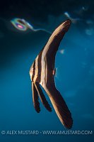 Juvenile Batfish. Indonesia