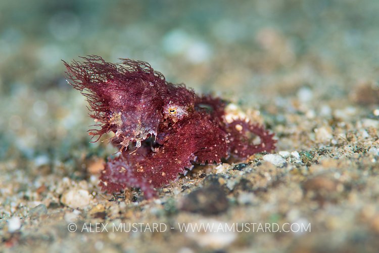 Hairy Octopus. Indonesia