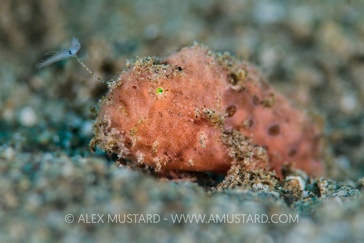 Fishing Frogfish. Indonesia