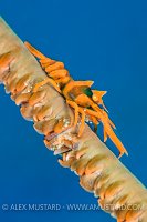 Whip Coral Shrimp. Indonesia