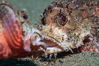 Scorpionfish Fight! Indonesia