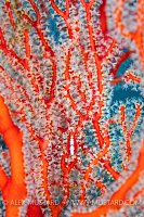 Sea Fan Crab. Indonesia