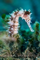 Seahorse Portrait. Indonesia