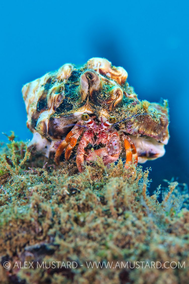 Hermit Crab. Indonesia