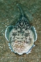 Stargazer. Indonesia