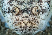 Stargazer. Indonesia